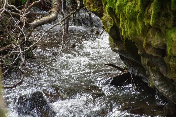 Rzeka Lesie — Zdjęcie stockowe