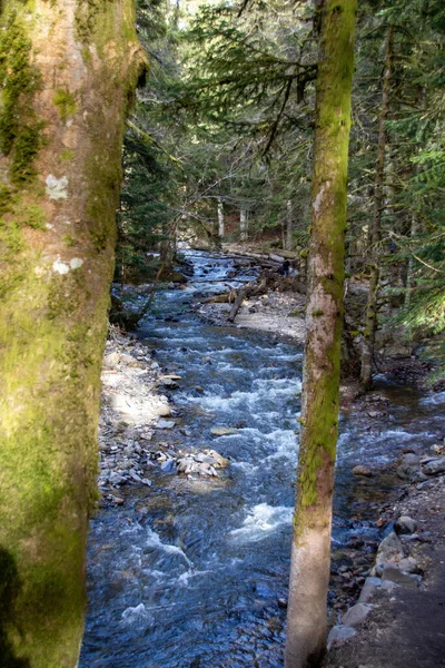 Fluss Wald — Stockfoto