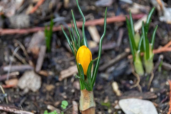 Flor Amarilla Jardín — Foto de Stock