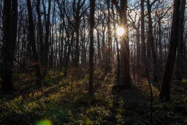 Ormanda sonbahar yaprakları