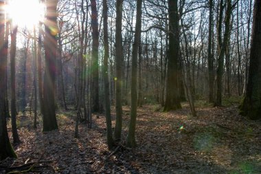 Ormanda sonbahar yaprakları