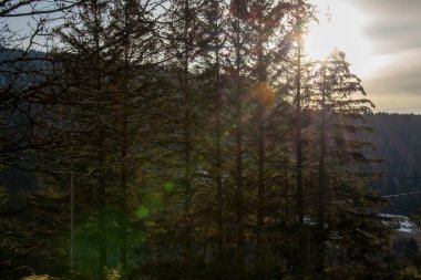 Dağlarda kış ormanı