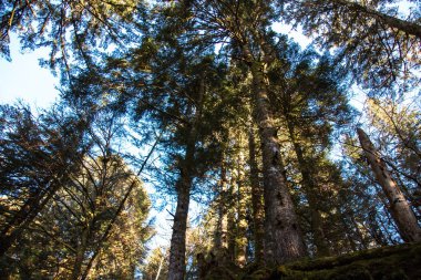 Ormanda ve gökyüzünde ağaçlar