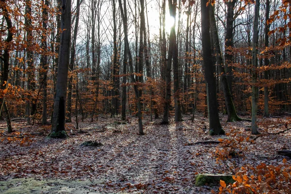 Folhas Outono Floresta — Fotografia de Stock