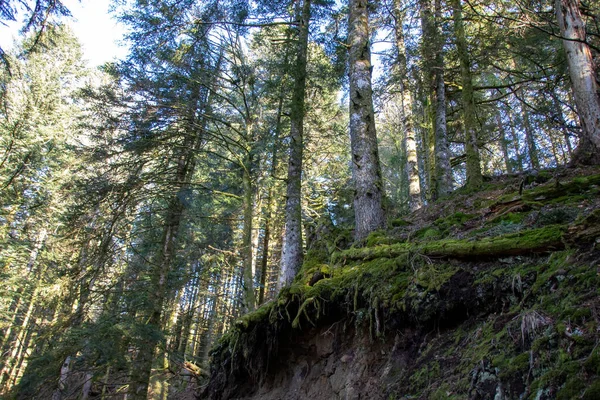 Stromy Lese Obloze — Stock fotografie