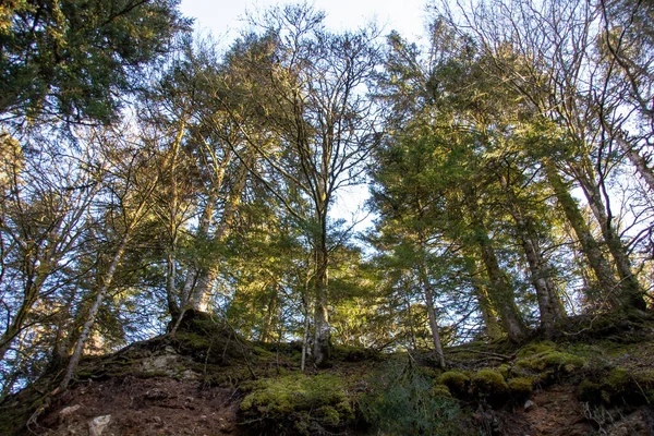 Trees Woods Sky — Stockfoto