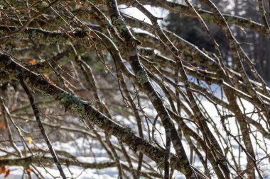 Kışın bir ağacın dalları