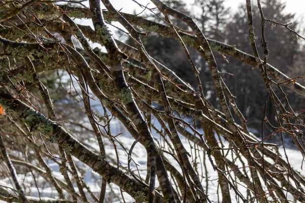 Гілки Дерева Взимку — стокове фото