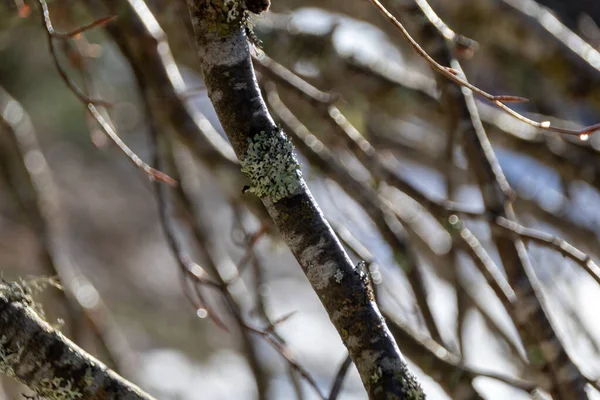 겨울에 나무의 가지들 — 스톡 사진