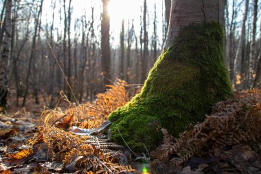 Ormandaki sonbahar ormanı