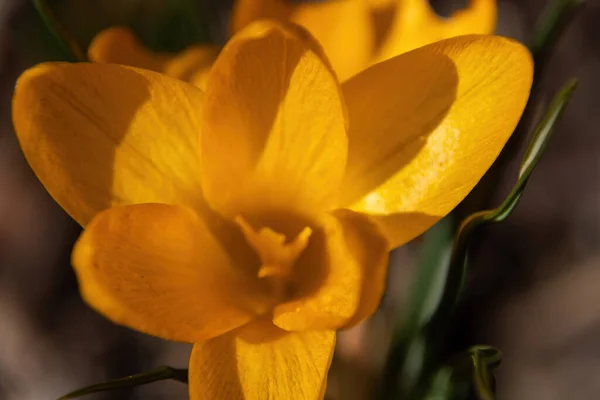 Yellow Flowers Forest — Stock Photo, Image