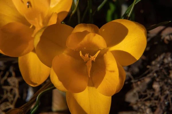 Gelbe Blumen Wald — Stockfoto