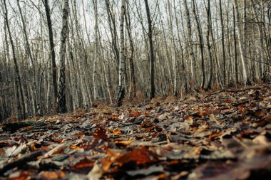 Sonbahar ormanı sabahları