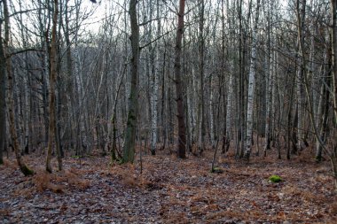 Sonbahar ormanı sabahları