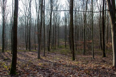 Sonbahar ormanı sabahları