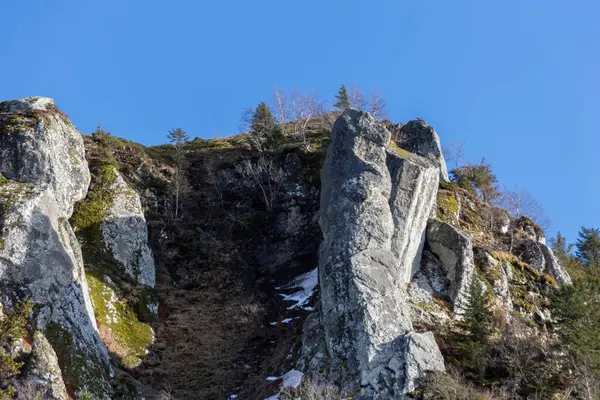 Borovice Horách — Stock fotografie
