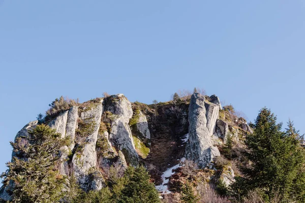 Сосна Горах — стоковое фото
