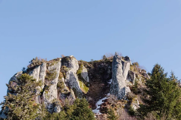 高山上的松树 — 图库照片