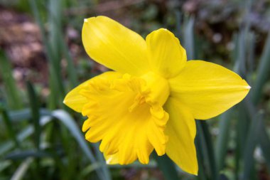 Baharda sarı nergisler