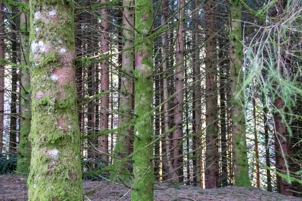 Vandringsled Skogen — Stockfoto