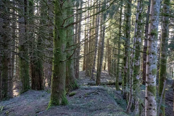 Vandringsled Skogen — Stockfoto