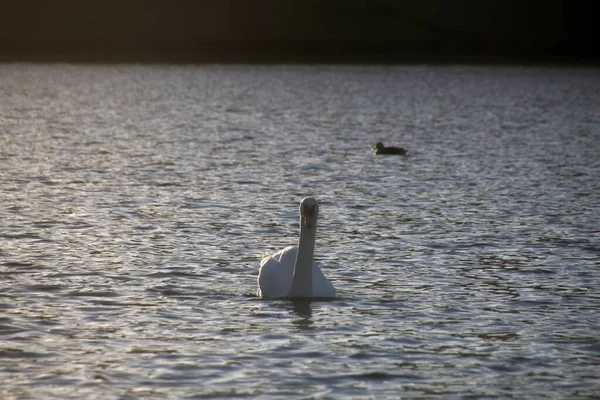 Weißer Schwan Auf Dem Wasser — Stockfoto