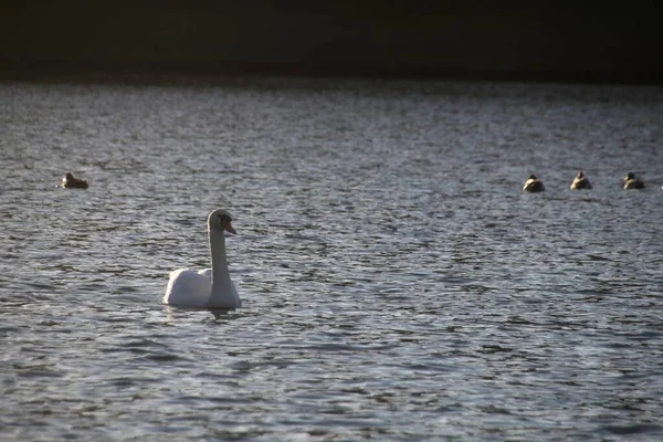 White Swan Water — Stock Photo, Image