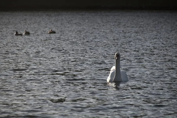 Cisne Branco Água — Fotografia de Stock