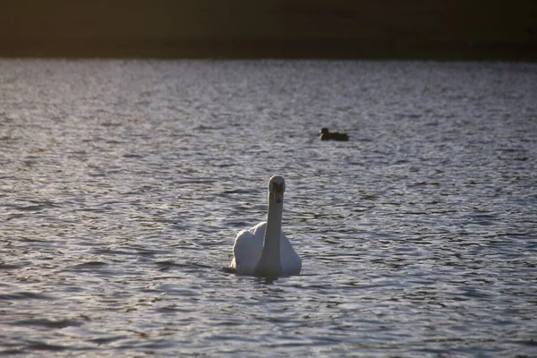 Weißer Schwan Auf Dem Wasser — Stockfoto