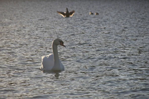 Cygne Blanc Sur Eau — Photo