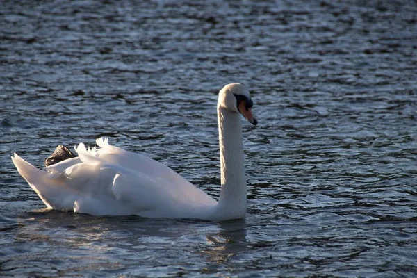 Weißer Schwan Auf Dem Wasser — Stockfoto