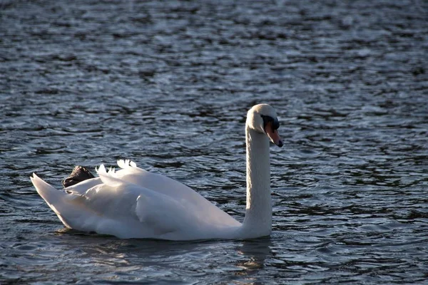 Weißer Schwan Auf Dem Wasser — Stockfoto