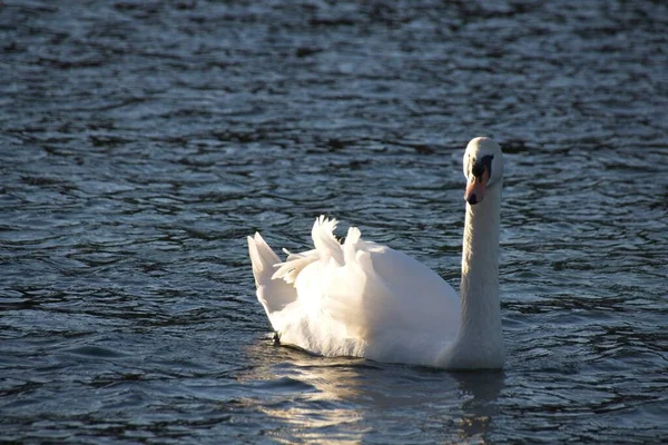 Weißer Schwan Auf Dem Wasser — Stockfoto