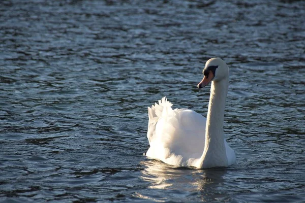 水の上の白い白鳥 — ストック写真