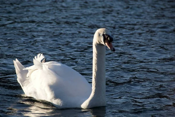 Cisne Blanco Agua — Foto de Stock