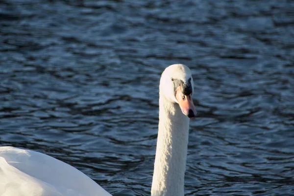 Cisne Branco Água — Fotografia de Stock