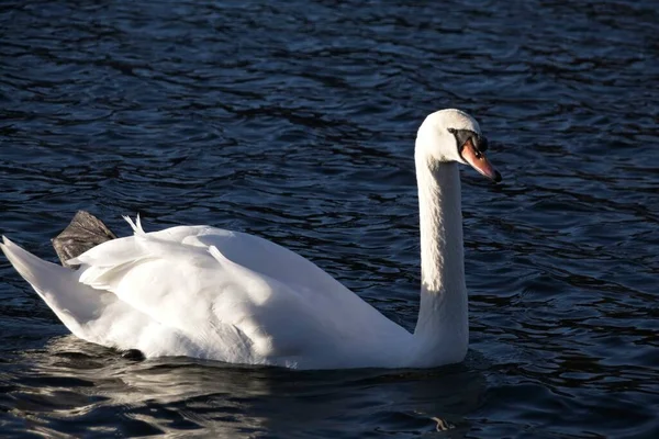 Weißer Schwan Auf Dem Wasser — Stockfoto