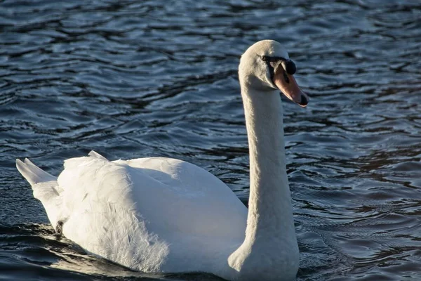 Cisne Blanco Agua —  Fotos de Stock