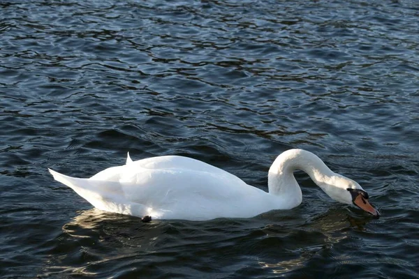 Vit Svan Vattnet — Stockfoto