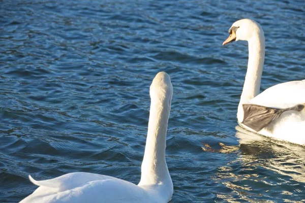 Cisne Blanco Agua — Foto de Stock