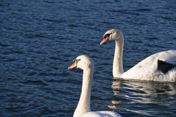 Cigno Bianco Sull Acqua — Foto Stock