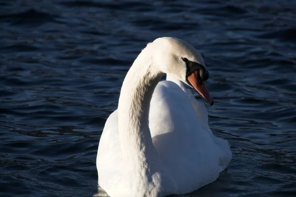 Cisne Branco Água — Fotografia de Stock
