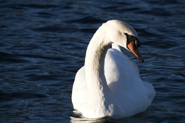 Cisne Branco Água — Fotografia de Stock