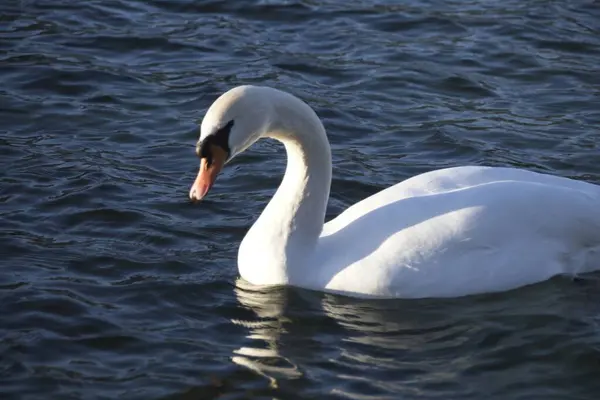 Cisne Branco Água — Fotografia de Stock