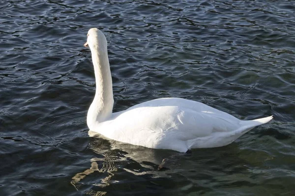 Cisne Branco Água — Fotografia de Stock