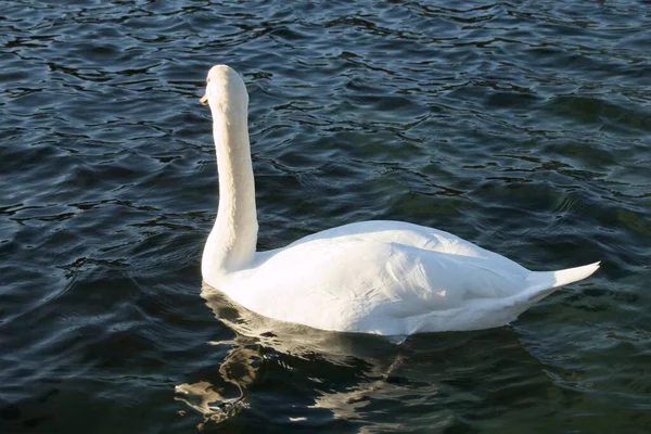 Cisne Branco Água — Fotografia de Stock