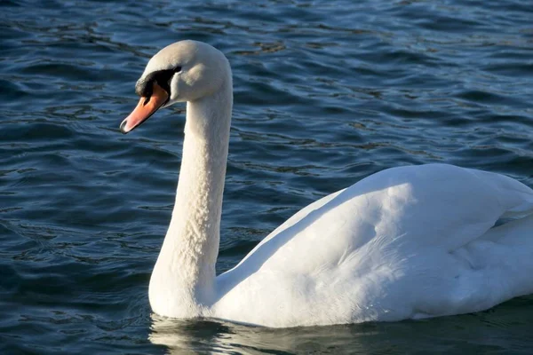 Cisne Blanco Agua — Foto de Stock