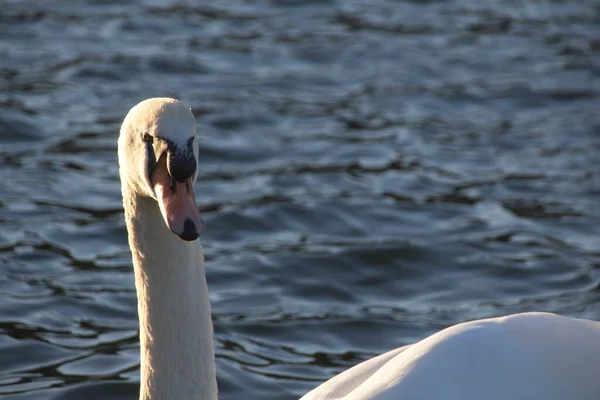 Cisne Blanco Agua —  Fotos de Stock