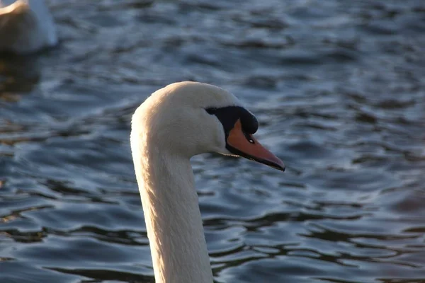 Cisne Branco Água — Fotografia de Stock