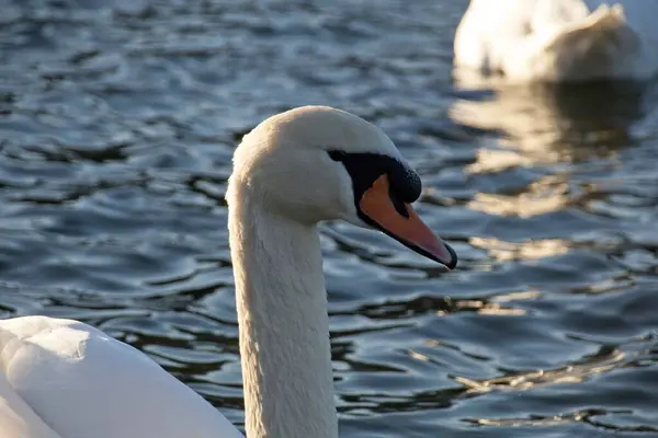 Weißer Schwan Auf Dem Wasser — Stockfoto